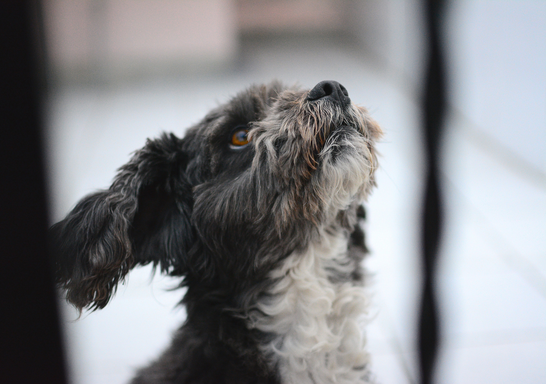 A dog playing on a roof terrace patio.