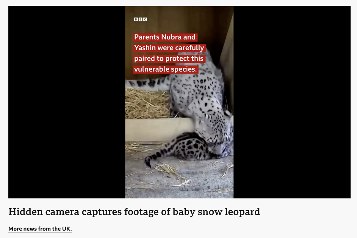 A screengrab showing the BBC News website